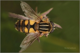 <p>PESTŘENKA ČERNONOSÁ (Helophilus pendulus) (Jiříkov)</p>